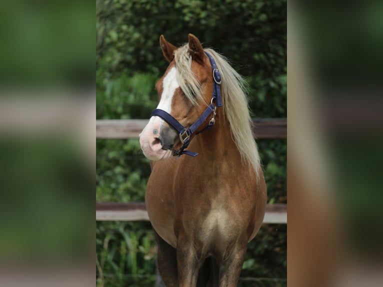 Welsh-A Hongre 15 Ans 119 cm Alezan in De Klomp