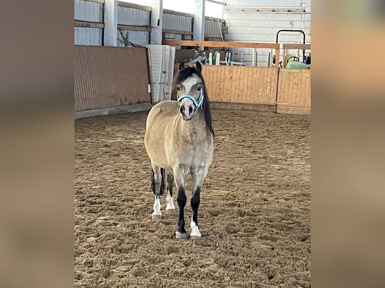 Welsh-A Hongre 16 Ans Buckskin in Herzberg (Elster)
