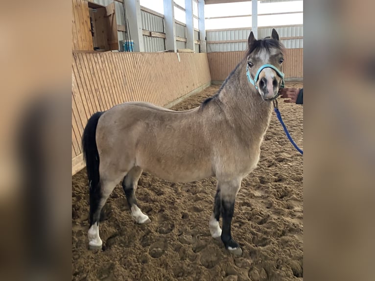 Welsh-A Hongre 17 Ans Buckskin in Herzberg (Elster)