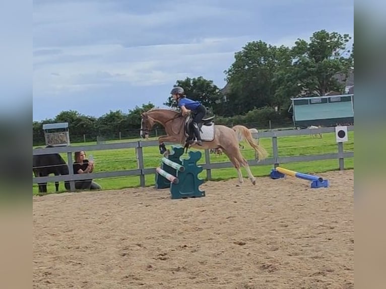 Welsh-A Hongre 18 Ans 120 cm Alezan in Fehmarn