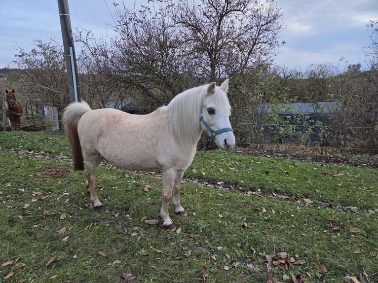 Welsh-A Hongre 18 Ans 120 cm Palomino in Wei&#xDF;enfels