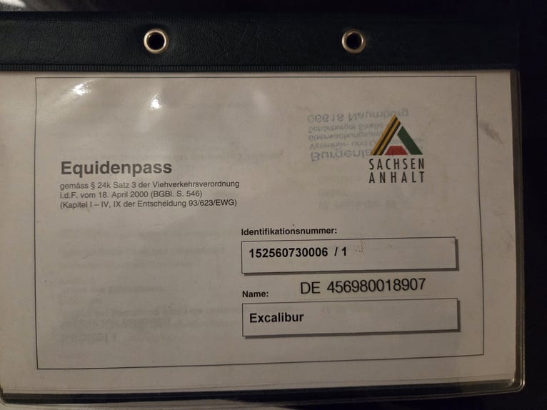 Welsh-A Hongre 18 Ans 120 cm Palomino in Wei&#xDF;enfels