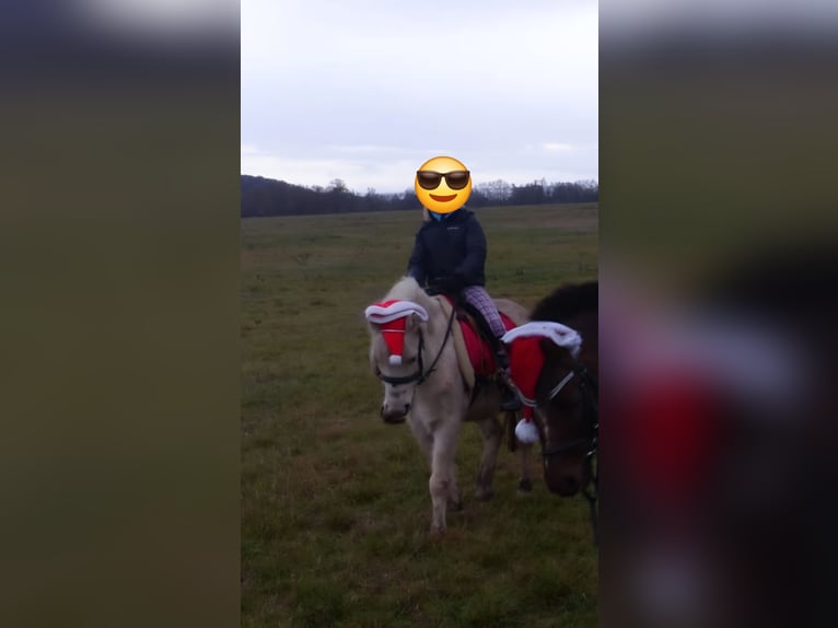 Welsh-A Hongre 18 Ans 120 cm Palomino in Wei&#xDF;enfels