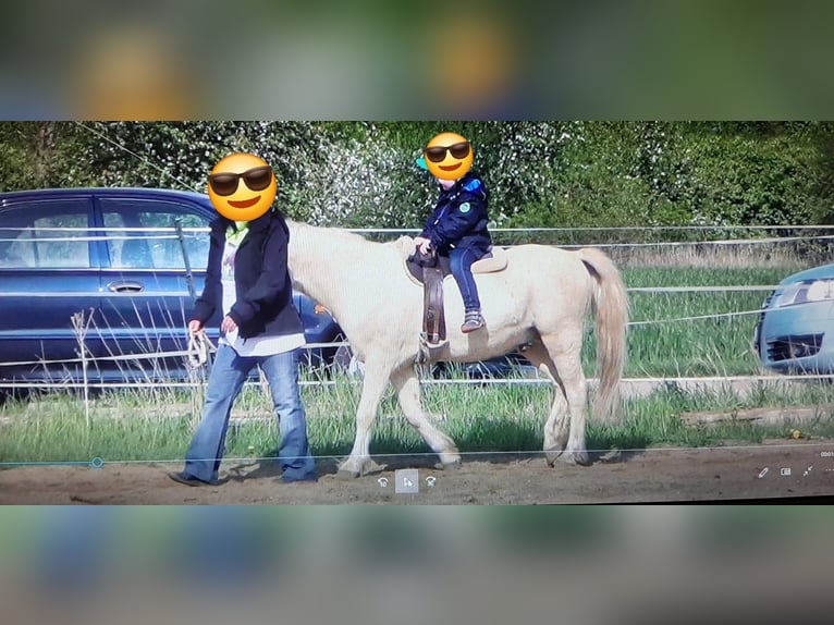 Welsh-A Hongre 18 Ans 120 cm Palomino in Wei&#xDF;enfels