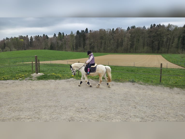 Welsh-A Hongre 18 Ans 125 cm Gris in Basadingen