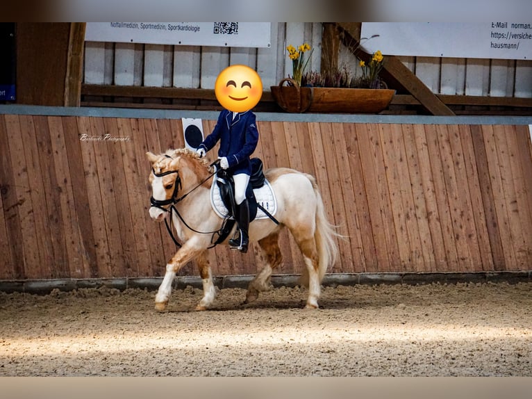 Welsh-A Hongre 19 Ans 110 cm Palomino in Malsfeld