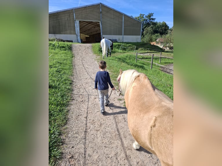 Welsh-A Hongre 19 Ans 110 cm Palomino in Malsfeld