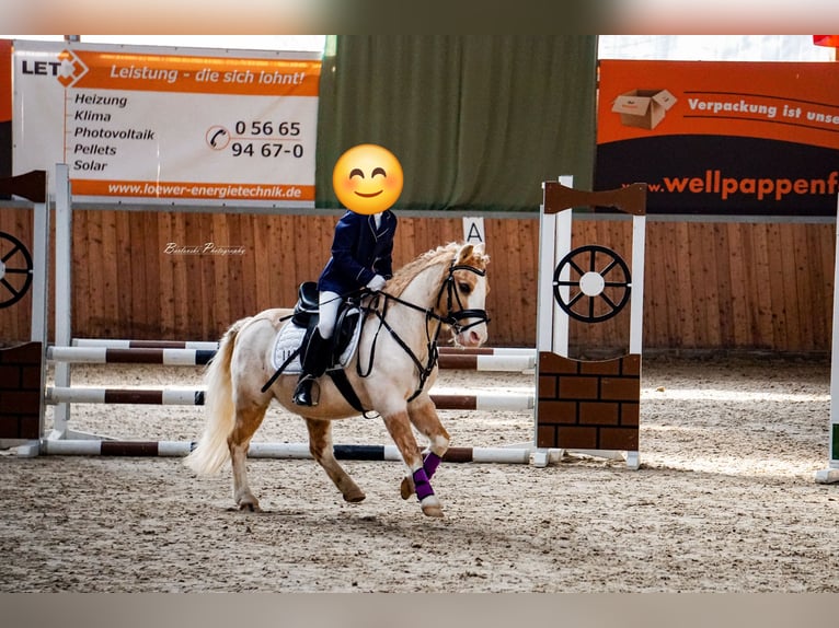 Welsh-A Hongre 19 Ans 110 cm Palomino in Malsfeld