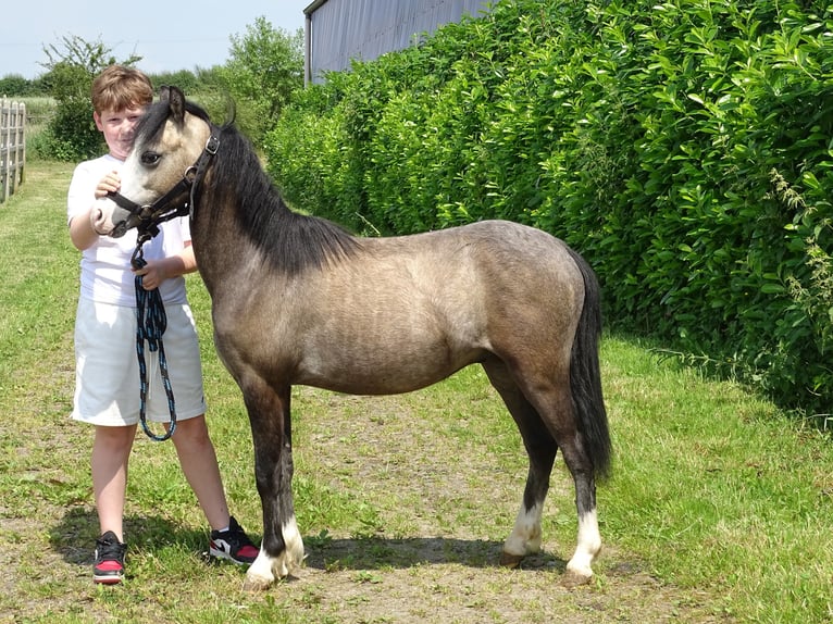 Welsh-A Hongre 1 Année 110 cm Isabelle in Paliseul