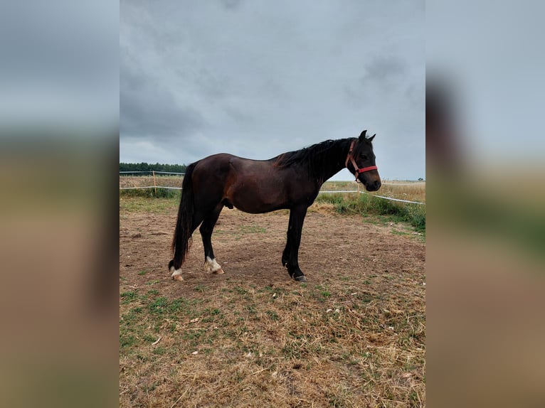 Welsh-A Hongre 1 Année 118 cm Bai brun foncé in Florian&#xF3;w