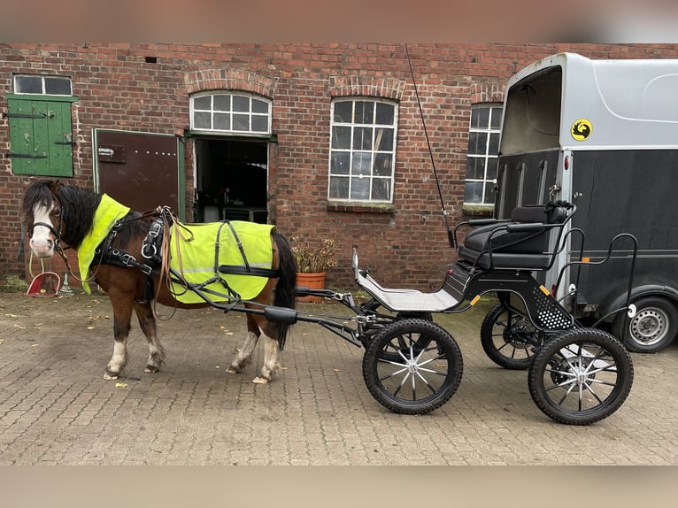 Welsh-A Hongre 21 Ans 115 cm Bai in Lutzhorn