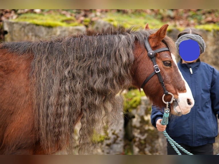 Welsh-A Hongre 21 Ans 118 cm Alezan brûlé in Dettingen an der Erms