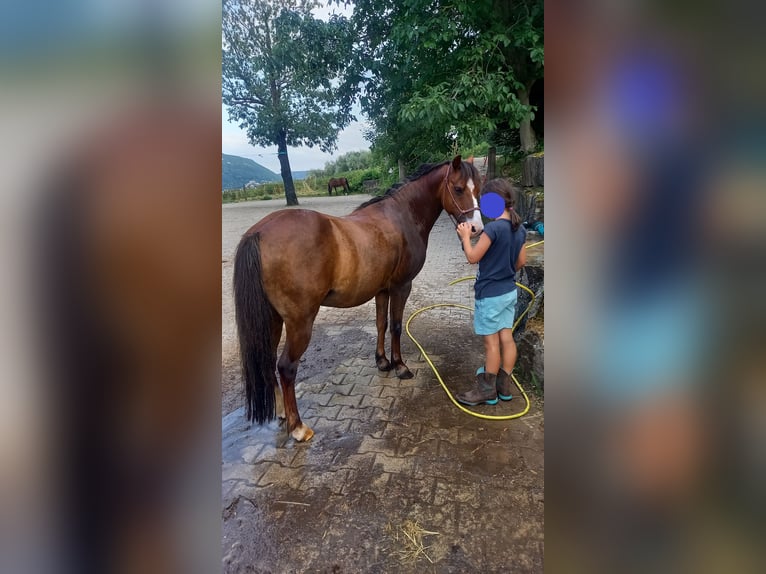 Welsh-A Hongre 21 Ans 118 cm Alezan brûlé in Dettingen an der Erms