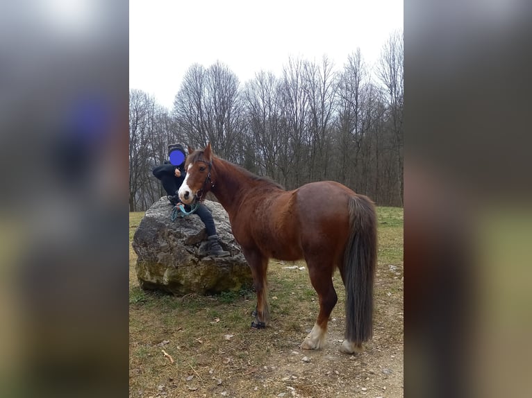 Welsh-A Hongre 21 Ans 118 cm Alezan brûlé in Dettingen an der Erms