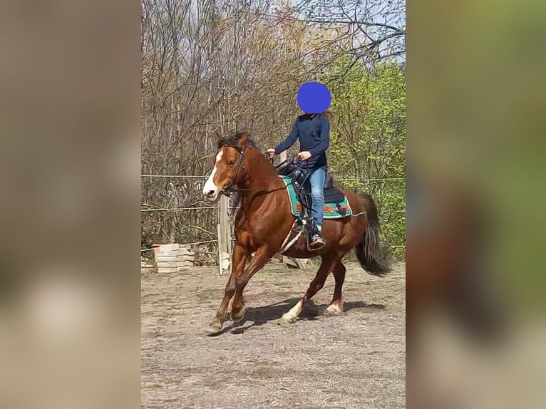 Welsh-A Hongre 21 Ans 118 cm Alezan brûlé in Dettingen an der Erms