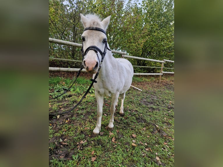 Welsh-A Hongre 22 Ans Gris in Saerbeck