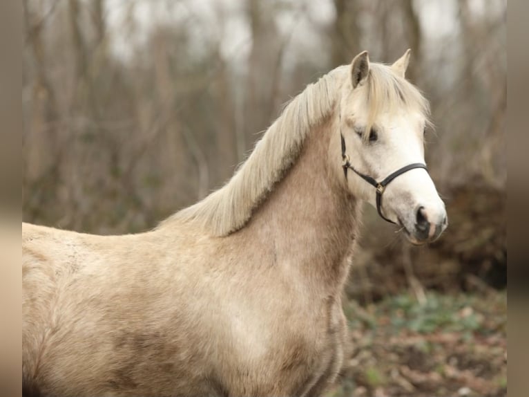 Welsh-A Hongre 2 Ans 119 cm Peut devenir gris in Aalten