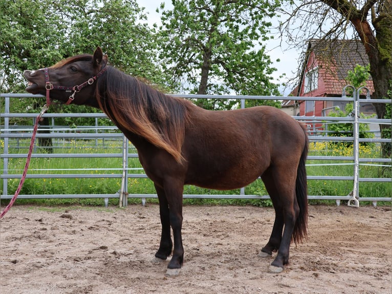 Welsh-A Croisé Hongre 2 Ans 120 cm Noir in Scheibenhardt