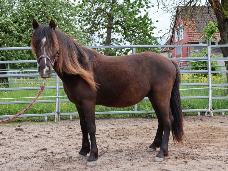 Welsh-A Croisé Hongre 2 Ans 120 cm Noir in Scheibenhardt