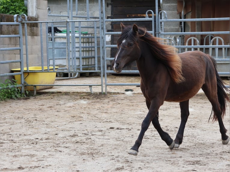 Welsh-A Croisé Hongre 2 Ans 120 cm Noir in Scheibenhardt