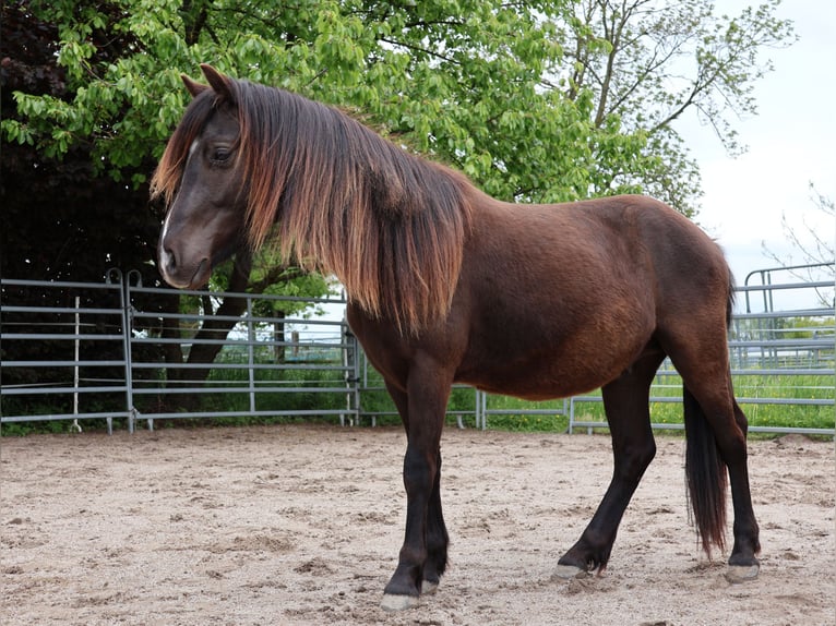 Welsh-A Croisé Hongre 2 Ans 120 cm Noir in Scheibenhardt