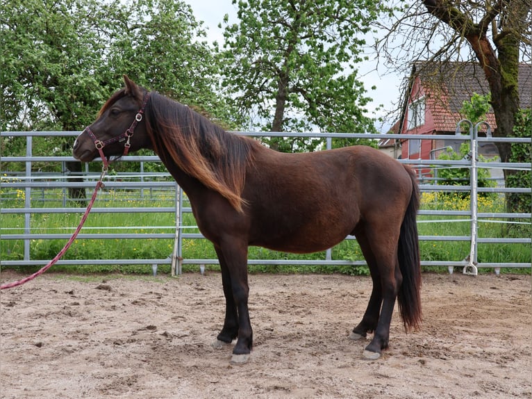 Welsh-A Croisé Hongre 2 Ans 120 cm Noir in Scheibenhardt