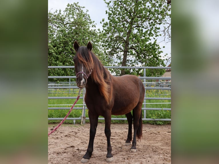 Welsh-A Croisé Hongre 2 Ans 120 cm Noir in Scheibenhardt