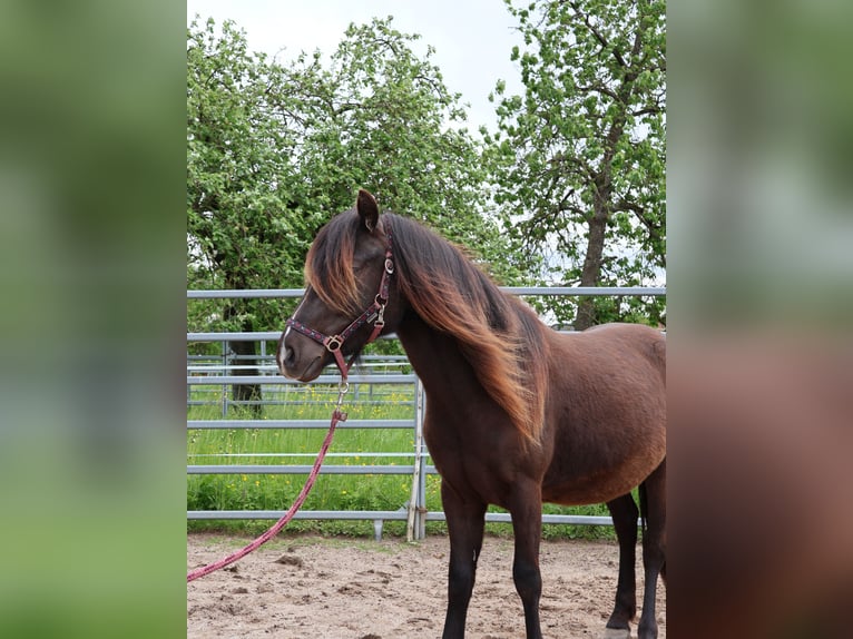 Welsh-A Croisé Hongre 2 Ans 120 cm Noir in Scheibenhardt