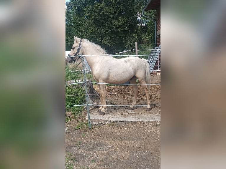 Welsh-A Croisé Hongre 2 Ans 120 cm Palomino in Osterfeld