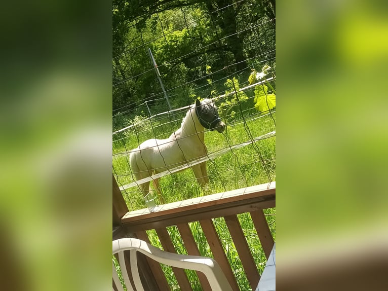 Welsh-A Croisé Hongre 2 Ans 120 cm Palomino in Osterfeld