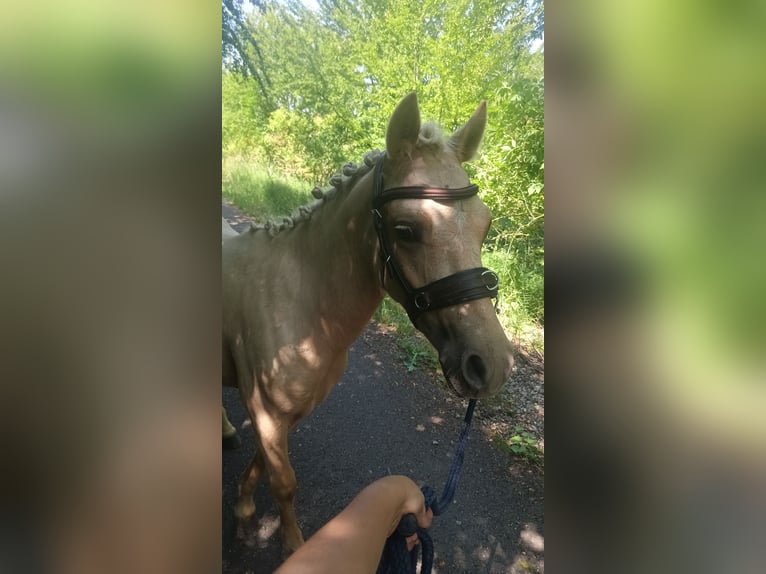 Welsh-A Croisé Hongre 2 Ans 120 cm Palomino in Osterfeld