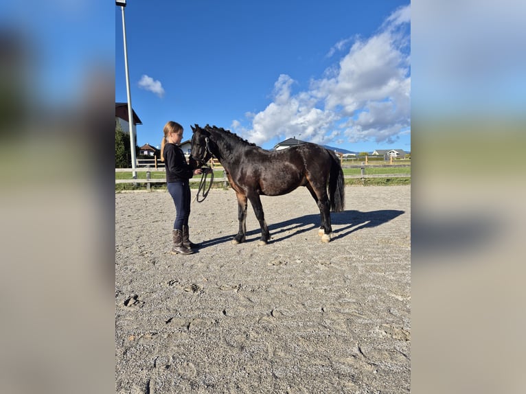 Welsh-A Hongre 2 Ans 125 cm Bai brun in Drobollach