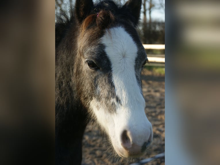 Welsh-A Hongre 3 Ans 114 cm Gris in Noordwolde
