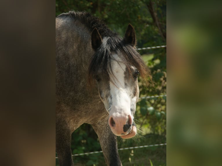 Welsh-A Hongre 3 Ans 114 cm Gris in Noordwolde