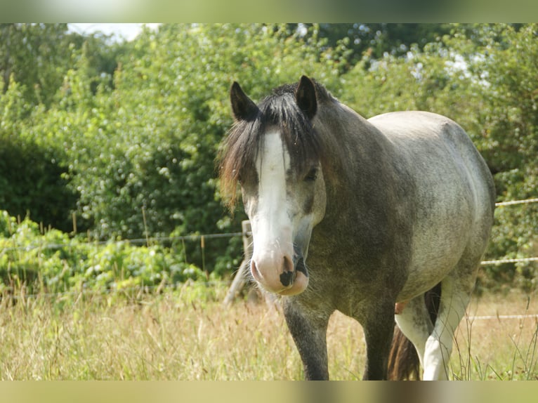 Welsh-A Hongre 3 Ans 114 cm Gris in Noordwolde