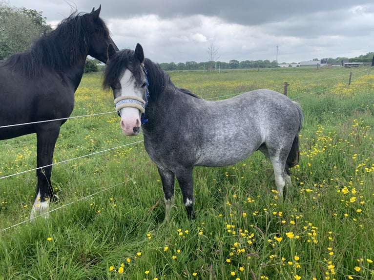 Welsh-A Hongre 3 Ans 114 cm Gris in Noordwolde