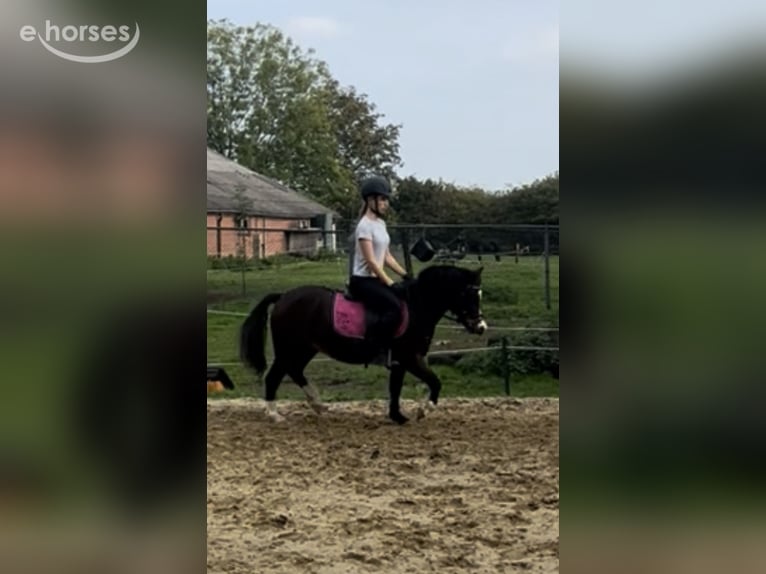 Welsh-A Hongre 3 Ans 115 cm Bai in Hengelo