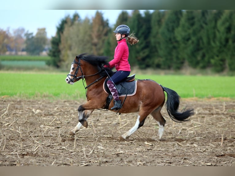 Welsh-A Hongre 3 Ans 116 cm Bai in Wildeshausenwildeshause