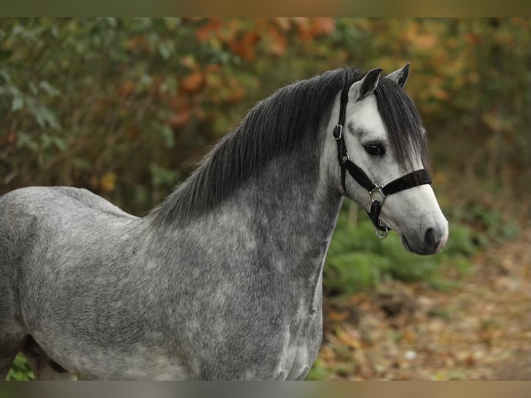 Welsh-A Hongre 3 Ans 116 cm Gris in Aalten