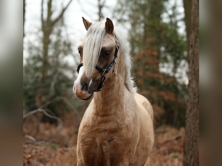 Welsh-A Hongre 3 Ans 117 cm Palomino in Aalten