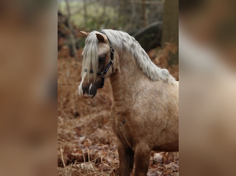 Welsh-A Hongre 3 Ans 117 cm Palomino in Aalten
