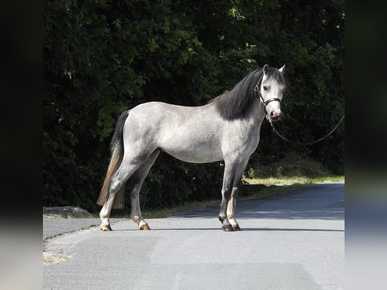 Welsh-A Hongre 3 Ans 118 cm Gris in Verl