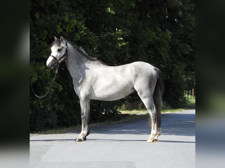 Welsh-A Hongre 3 Ans 118 cm Gris in Verl