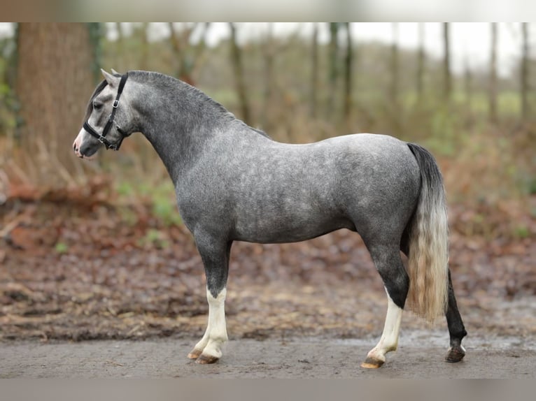 Welsh-A Hongre 3 Ans 118 cm Gris in Aalten