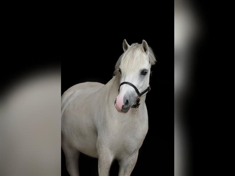 Welsh-A Hongre 3 Ans 119 cm Cremello in Sonderhofen