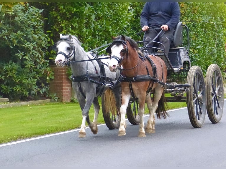 Welsh-A Hongre 3 Ans 120 cm Roan-Bay in Halle