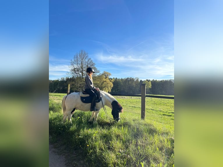 Welsh-A Croisé Hongre 4 Ans 112 cm Pinto in Löwenberger Land