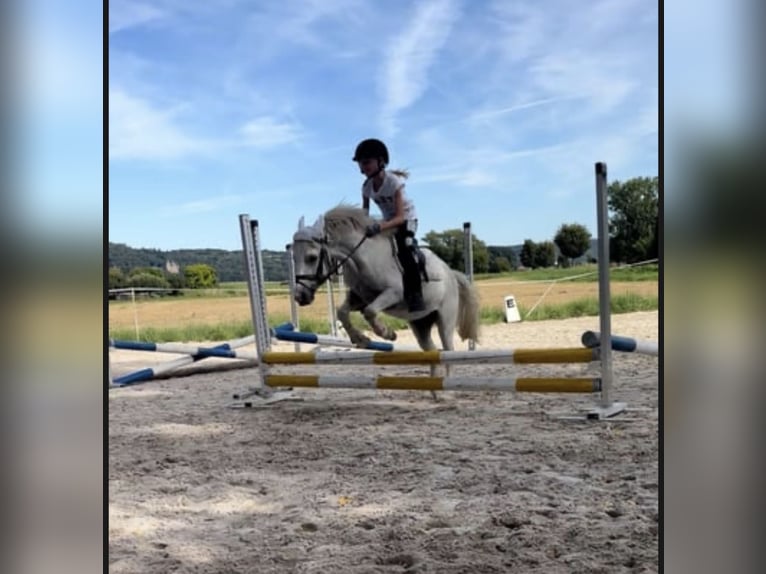 Welsh-A Hongre 4 Ans 115 cm Gris in Rotenburg an der Fulda