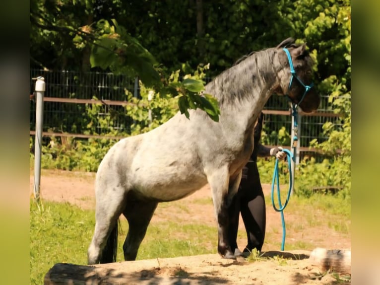 Welsh-A Hongre 4 Ans 115 cm Gris noir in Losheim am See