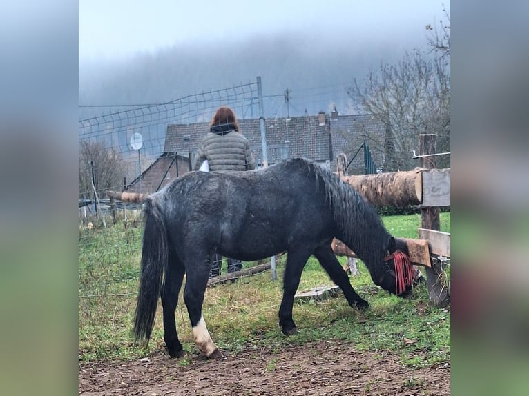 Welsh-A Hongre 4 Ans 115 cm Gris noir in Losheim am See
